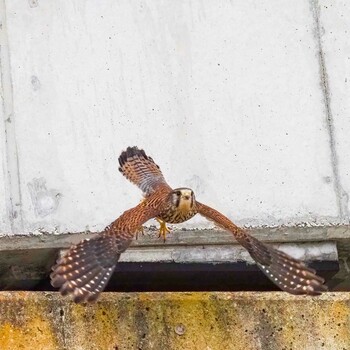 チョウゲンボウ 場所が不明 2022年3月16日(水)