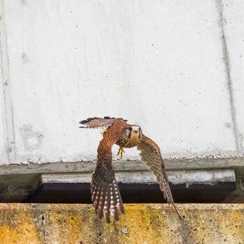 チョウゲンボウ 場所が不明 2022年3月16日(水)