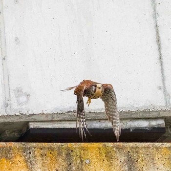 Common Kestrel Unknown Spots Wed, 3/16/2022