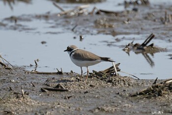 2022年3月16日(水) 飯梨川河口(島根県安来市)の野鳥観察記録