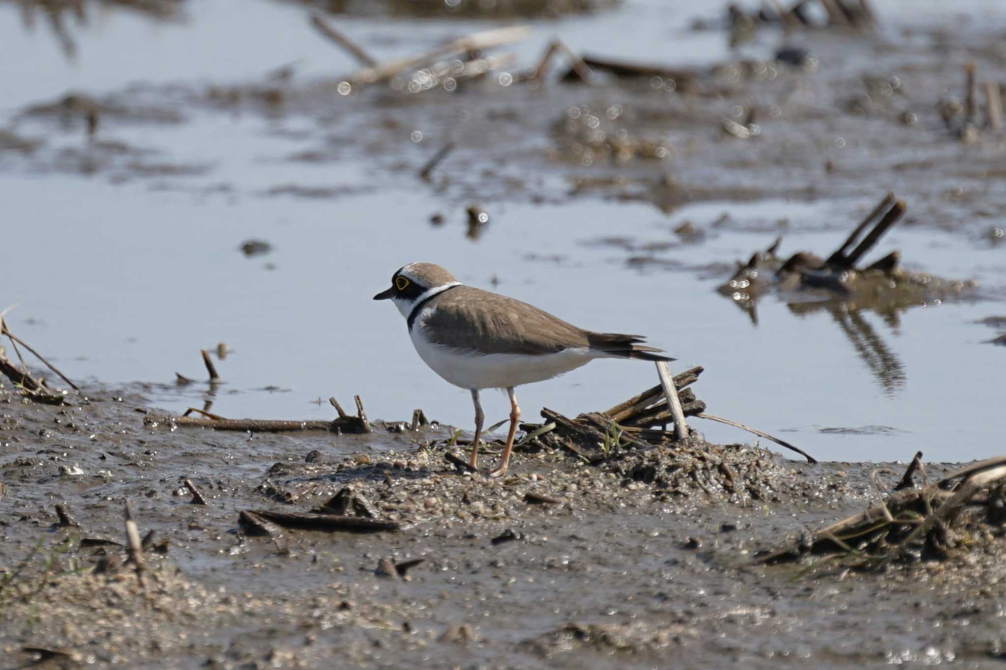 Little Ringed Plover