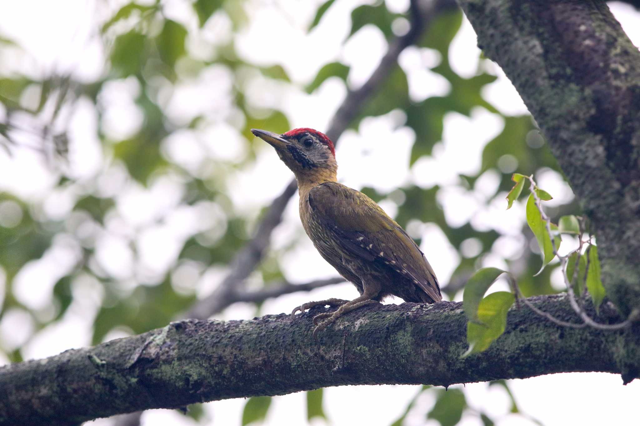 Laced Woodpecker