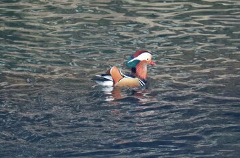 Mandarin Duck おしどりの里 Thu, 3/10/2022