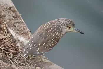 2022年3月9日(水) 奥池(大府市)の野鳥観察記録