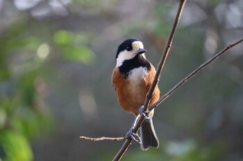 2022年3月16日(水) 小幡緑地公園の野鳥観察記録