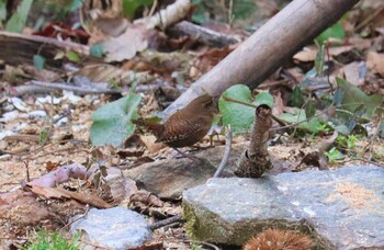 Eurasian Wren おしどりの里 Thu, 3/10/2022