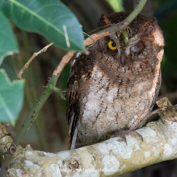 Ryukyu Scops Owl Ishigaki Island Sun, 3/6/2022