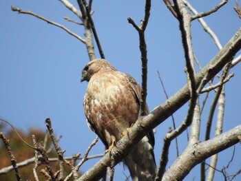 2022年3月16日(水) 早戸川林道の野鳥観察記録