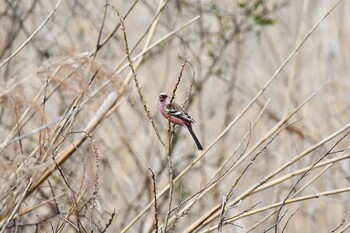 2022年3月13日(日) 北本自然観察公園の野鳥観察記録