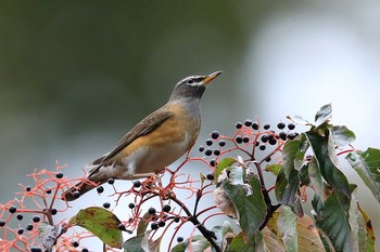 Eyebrowed Thrush