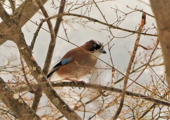 2022年2月13日(日) 箱根の野鳥観察記録