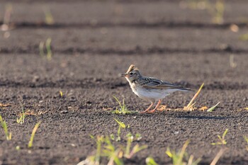 Eurasian Skylark 近所の畑 Tue, 3/15/2022