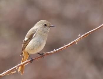 Daurian Redstart 小鹿野町 Wed, 3/9/2022