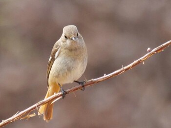 Daurian Redstart 小鹿野町 Wed, 3/9/2022