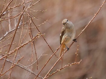 Daurian Redstart 小鹿野町 Wed, 3/9/2022