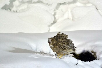 シマフクロウ 民宿 鷲の宿(羅臼) 2022年3月16日(水)