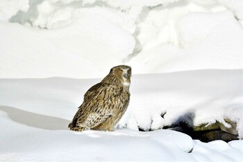 Blakiston's Fish Owl 民宿 鷲の宿(羅臼) Wed, 3/16/2022