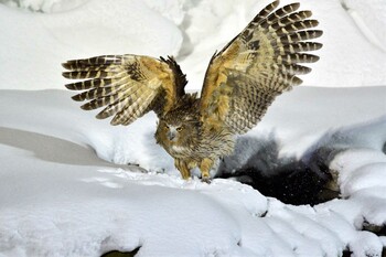 2022年3月16日(水) 民宿 鷲の宿(羅臼)の野鳥観察記録