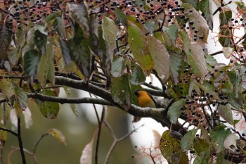 ムギマキ 場所が不明 2017年10月21日(土)