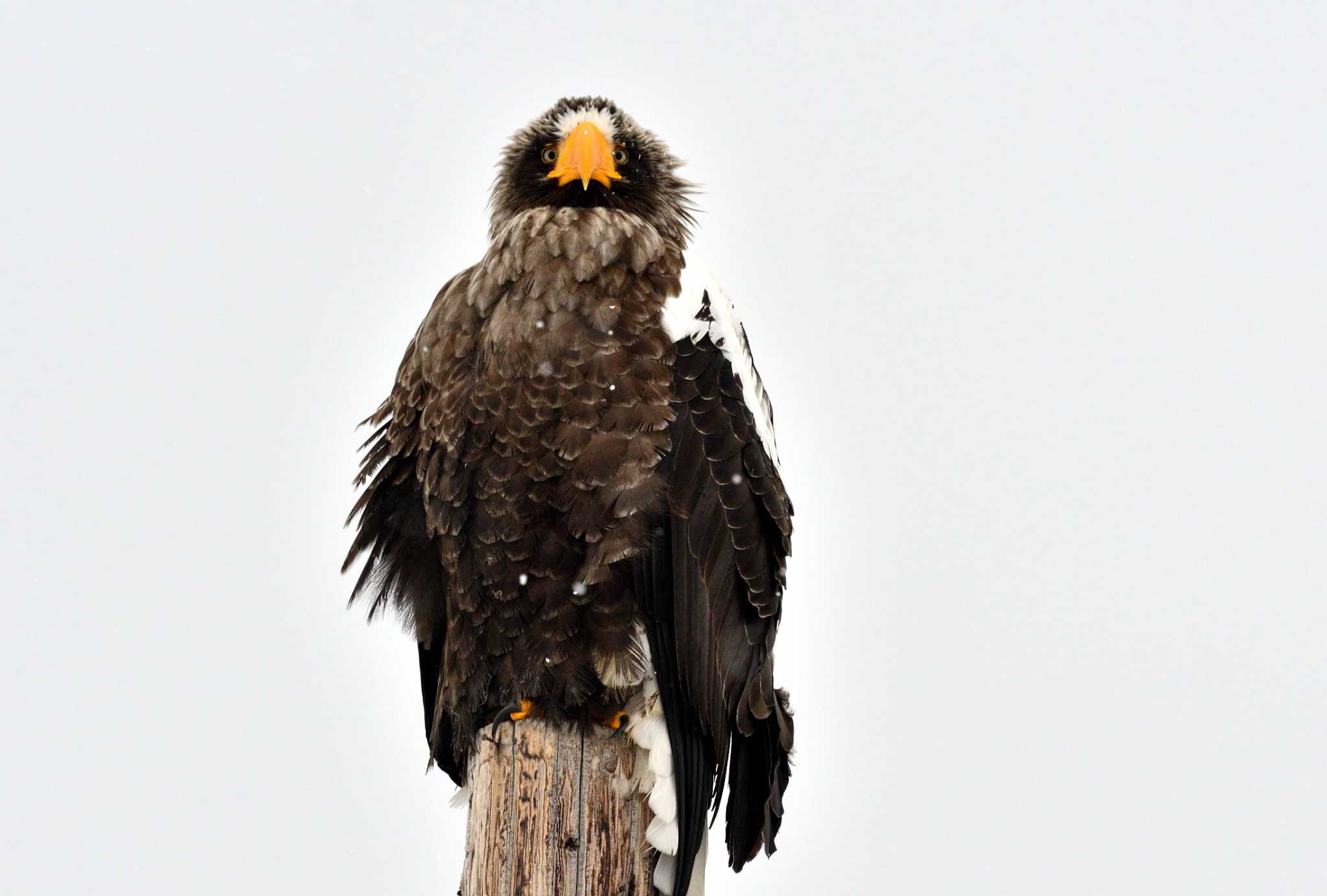 Steller's Sea Eagle