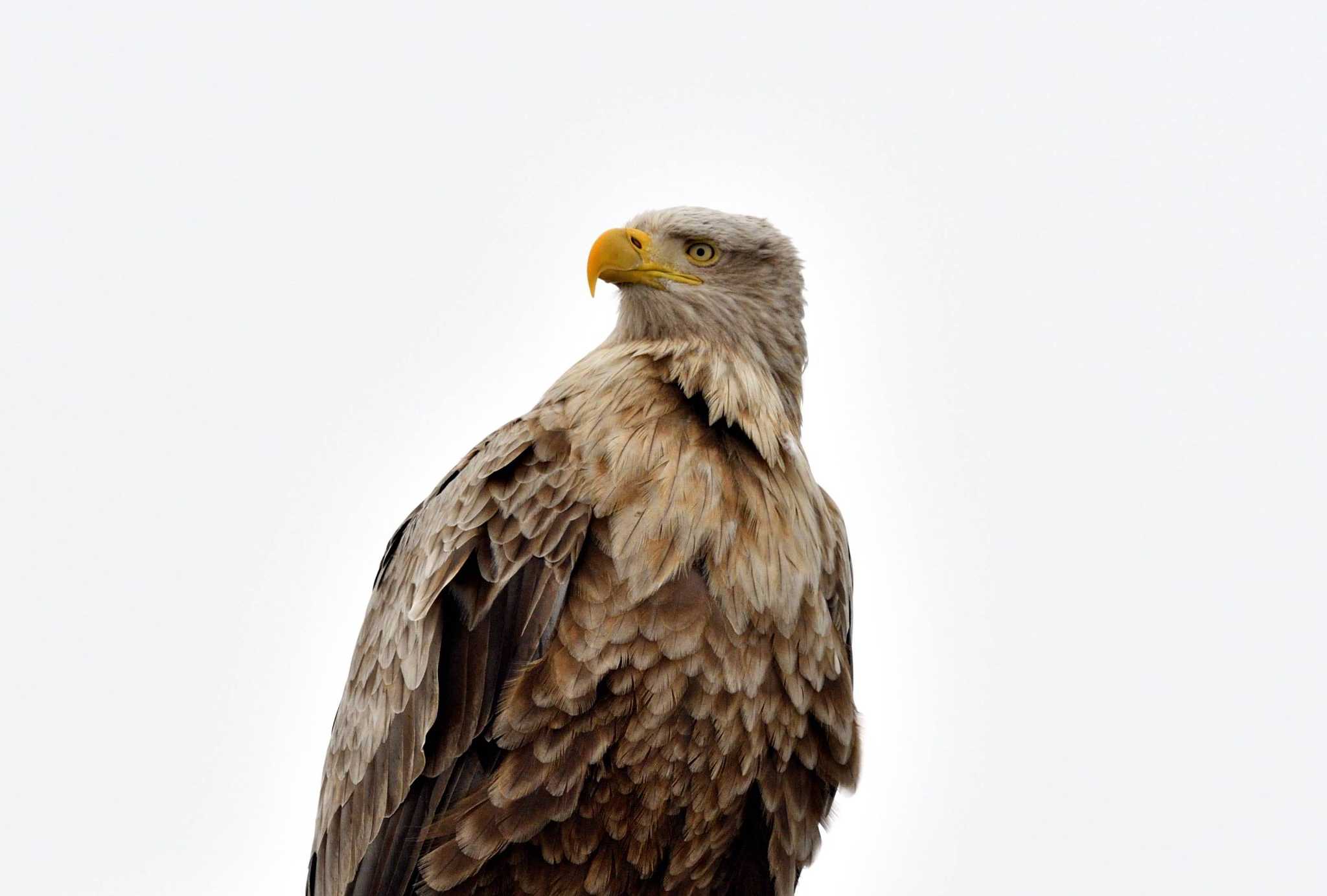 White-tailed Eagle