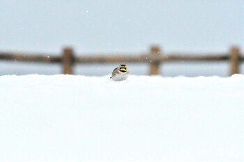 Wed, 3/16/2022 Birding report at 能取岬(網走市)