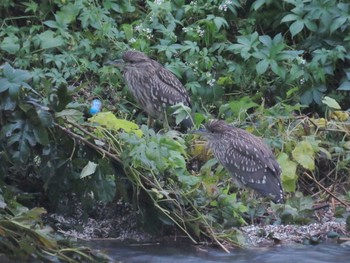 Black-crowned Night Heron Nogawa Sun, 10/22/2017