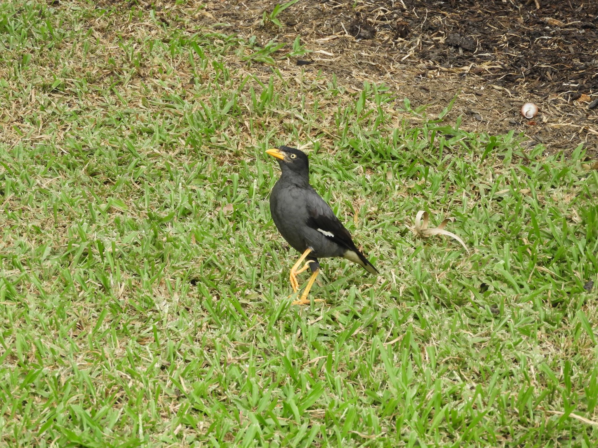 Photo of Great Myna at Singapore Botanic Gardens by ヨゼフ