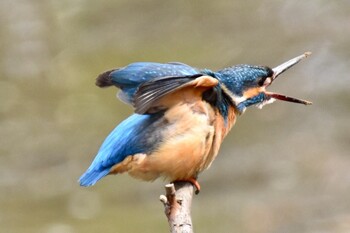 Common Kingfisher 練馬区 Thu, 3/17/2022