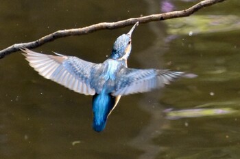 Common Kingfisher 練馬区 Thu, 3/17/2022