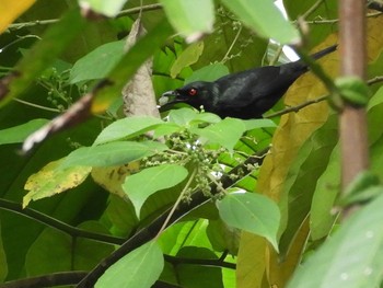 Asian Glossy Starling Singapore Botanic Gardens Wed, 7/26/2017