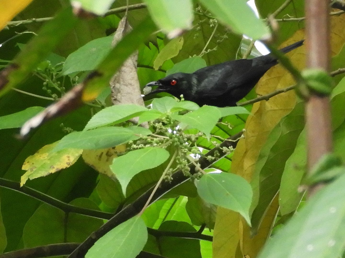 Photo of Asian Glossy Starling at Singapore Botanic Gardens by ヨゼフ