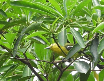 Common Iora Singapore Botanic Gardens Wed, 7/26/2017