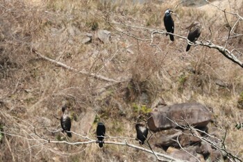 カワウ 平成榛原子供のもり公園 2022年3月17日(木)