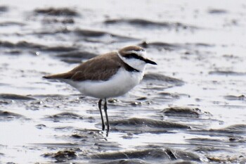 Kentish Plover Sambanze Tideland Thu, 3/10/2022