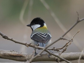 Japanese Tit 淀川河川公園 Thu, 3/17/2022