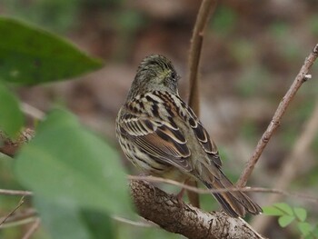 Masked Bunting 淀川河川公園 Thu, 3/17/2022