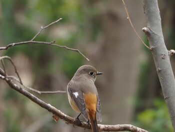 ジョウビタキ 淀川河川公園 2022年3月17日(木)