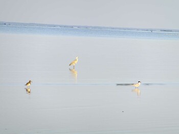 ススケカモメ サウジアラビア ラービグシコミュにティーの紅海プライベートビーチ 2011年12月1日(木)