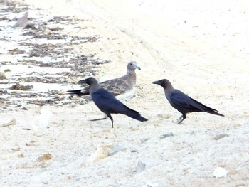 Thu, 12/1/2011 Birding report at サウジアラビア ラービグシコミュにティーの紅海プライベートビーチ