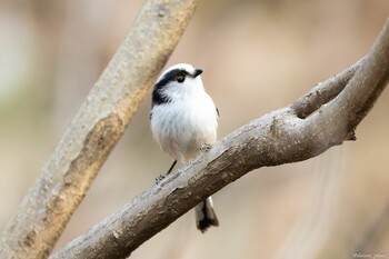 エナガ 薬師池公園 2022年3月13日(日)