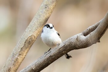 Long-tailed Tit Machida Yakushiike Park Sun, 3/13/2022