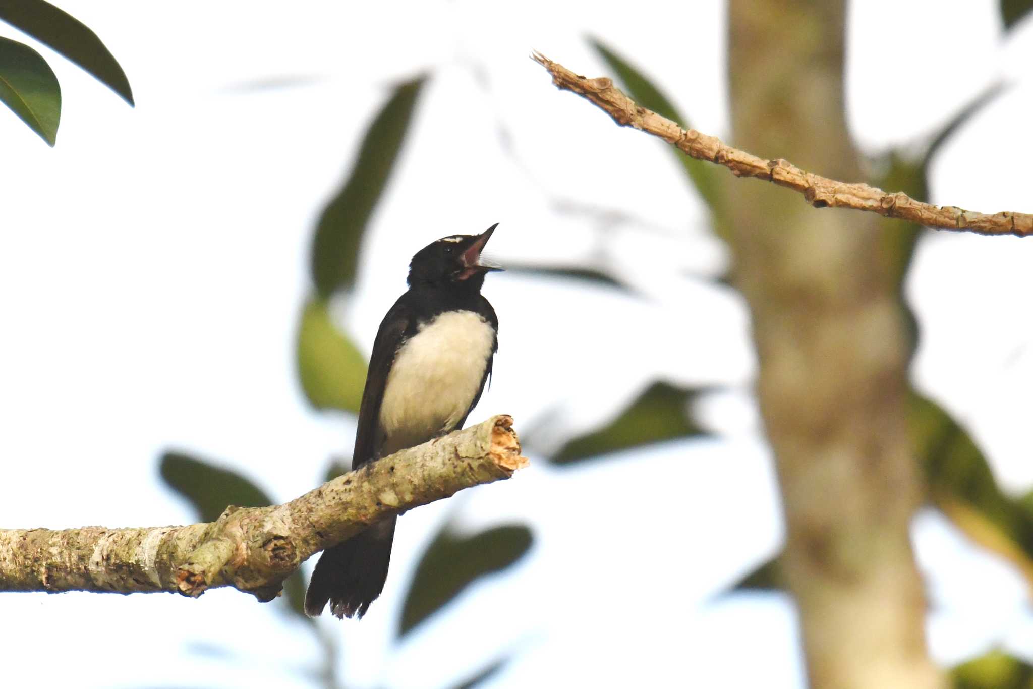 Willie Wagtail