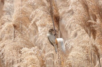 2022年3月12日(土) 多摩川の野鳥観察記録