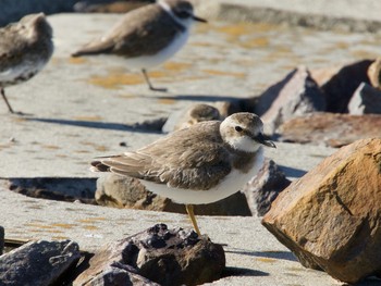 Greater Sand Plover 愛知県 Mon, 9/18/2017