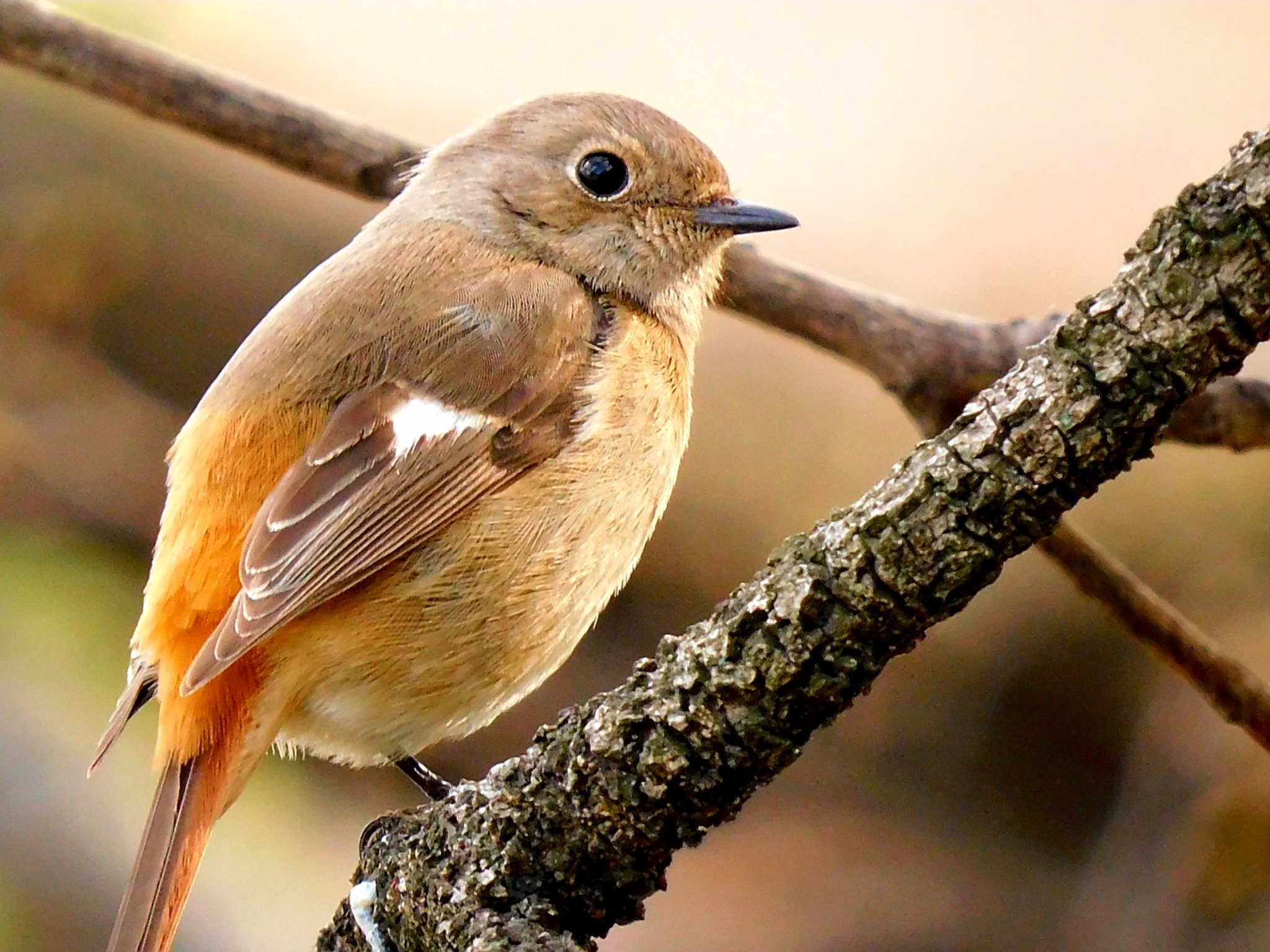 Photo of Daurian Redstart at 夙川河川敷緑地(夙川公園) by 夙夜夢寐