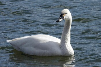 Tundra Swan(columbianus) Unknown Spots Thu, 2/3/2022