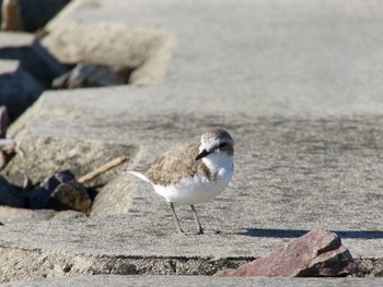 Kentish Plover 愛知県 Mon, 9/18/2017