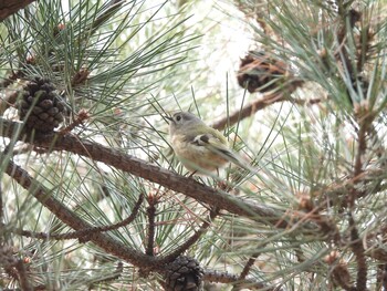 Sun, 3/13/2022 Birding report at Chaoyang Park(Beijing)