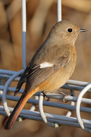 Daurian Redstart 八王子市 Thu, 3/17/2022